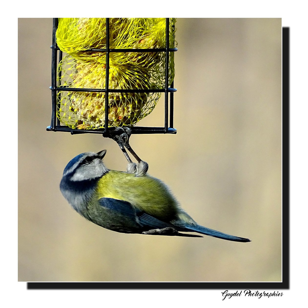 Le retour de la Mésange Bleue ...