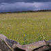 Wild Flower Meadow Back Rowarth