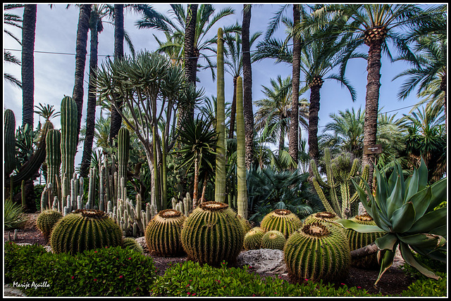 Jardín Artístico Nacional  Huerto del Cura (Elche)