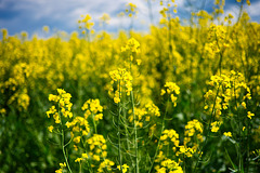 Gelb in der Natur