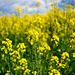 Gelb in der Natur