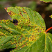 20140911 5187VRAw [NL] Terschelling