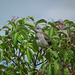 moqueur polyglotte juvénile / young northern mockingbird