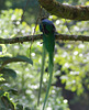 Resplendent Quetzal (male)