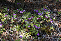 Fringed Milkwort