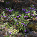 Fringed Milkwort