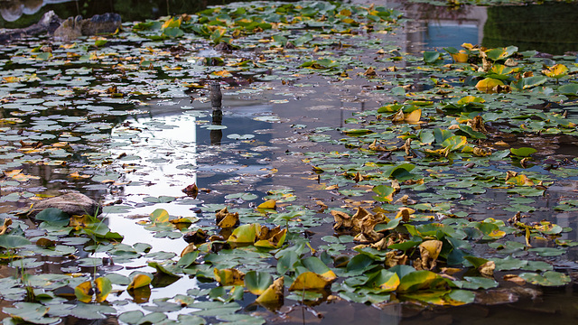 210913 Montreux nenuphars