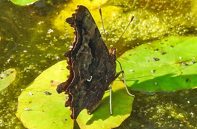 20210927 2966CPw [D~LIP] C-Falter (Polygonia c-album), Europäischer Froschbiss (Hydrocharis morsus-ranae), UWZ, Bad Salzuflen