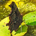20210927 2966CPw [D~LIP] C-Falter (Polygonia c-album), Europäischer Froschbiss (Hydrocharis morsus-ranae), UWZ, Bad Salzuflen