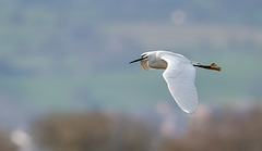 Little egret