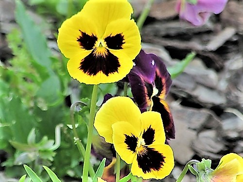 Pansy Faces.