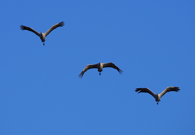 Flug der Kraniche