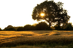 IMG 1573-FHD