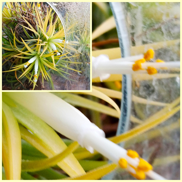 It's incredible how a little plant in a glass terrarium with aerial roots blossoms every year