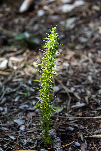 20140911 5186VRAw [NL] Terschelling