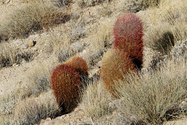 California Barrel Cactus