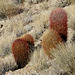 California Barrel Cactus