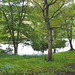 Pond weed-clearing in operation