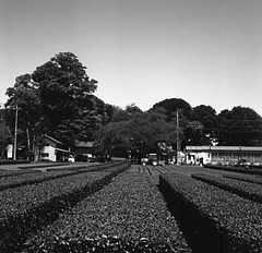 Tea plantation