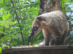 20210709 1489CPw [D~OS] Nasenbär (Nasua nasua), Schwarzer Holunder (Sambucus nigra), Zoo Osnabrück