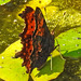 20210927 2967CPw [D~LIP] C-Falter (Polygonia c-album), Europäischer Froschbiss (Hydrocharis morsus-ranae), UWZ, Bad Salzuflen