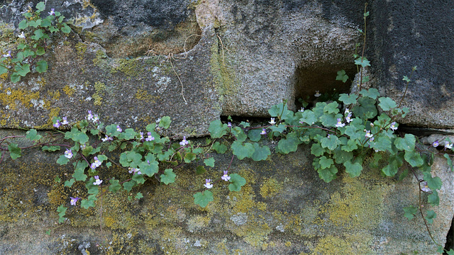 Mauerblümchen