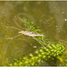 IMG 0778 Pond skaters
