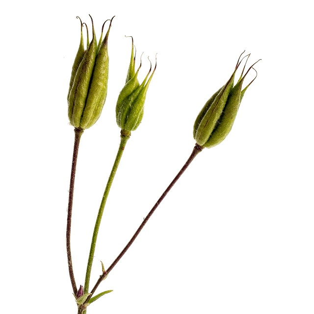 Aquilegia Seed Heads