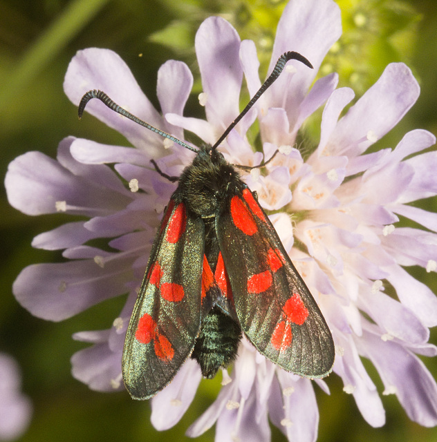 IMG 0576 6 spot Burnet Moth-3