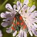 IMG 0576 6 spot Burnet Moth-3