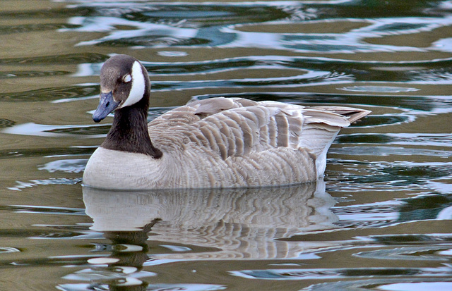 Canada Goose