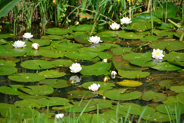 Water Lilies