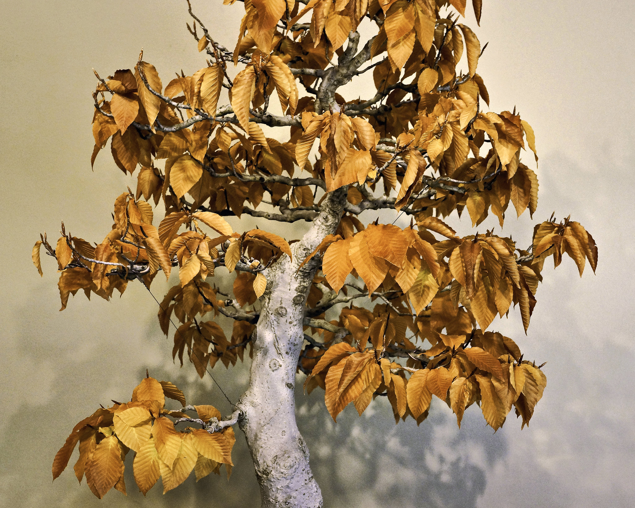 Bonsai American Beech – United States National Arboretum, Washington, DC