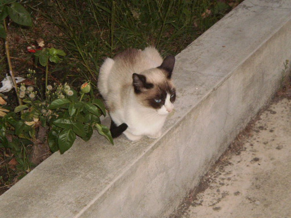 The cat of Pocinho Railway Station.