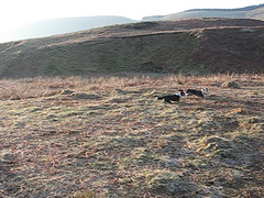 The early morning corgi chase