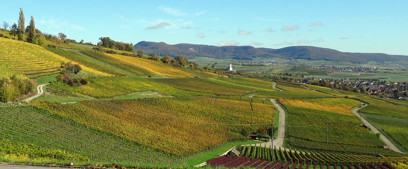 Hallau im Blauburgunderland
