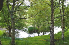 Pond weed-clearing in operation