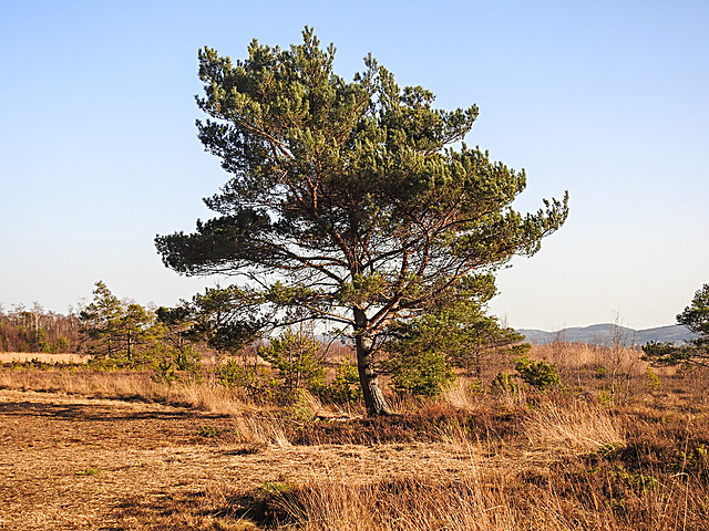 20210224 9957CPw [D~MI] Kiefer (Pinus sylvestris) [Föhre], Großes Torfmoor, Hille