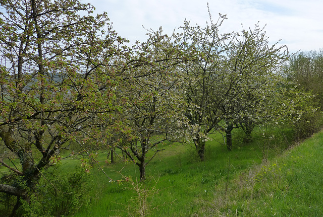 Orchideenwiese bei Lohrsdorf