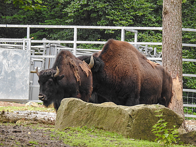 20210709 1490CPw [D~OS] Wald-Bison, Zoo Osnabrück