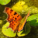 20210927 2968CPw [D~LIP] C-Falter (Polygonia c-album), Europäischer Froschbiss (Hydrocharis morsus-ranae), UWZ, Bad Salzuflen
