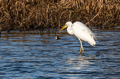 Great white egret with its catch