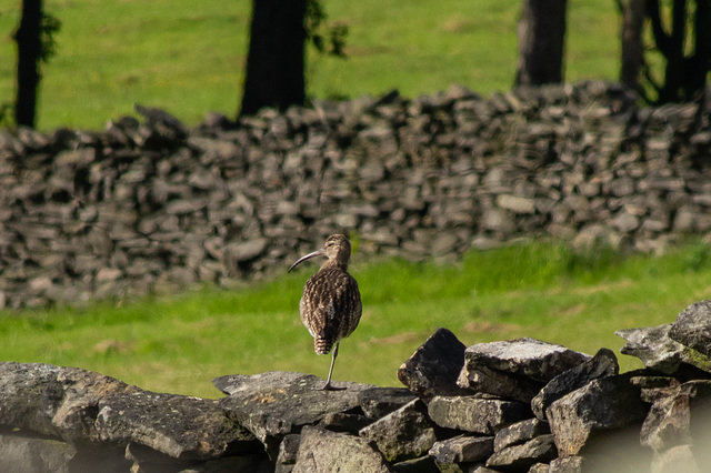 Curlew on one leg