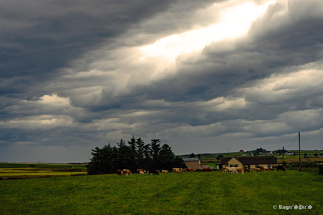 Carry on Grazing