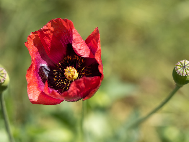 Amapola común (Papaver rhoeas L.)