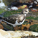 Steinwälzer am Nordseestrand