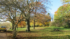 Edgbaston Reservoir woodland