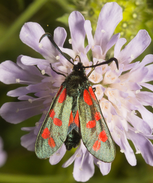 IMG 0576 6 spot Burnet Moth-3-2