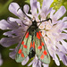 IMG 0576 6 spot Burnet Moth-3-2