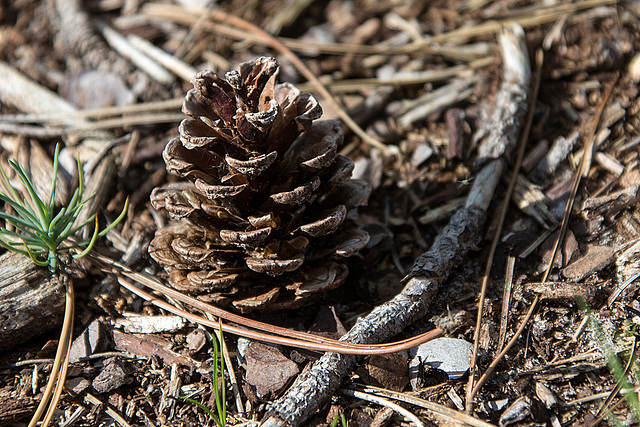 20140911 5185VRAw [NL] Terschelling